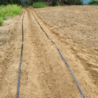 박영만님의 포도 · 영농일지 작성글 사진