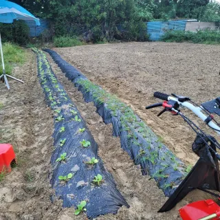 박영만님의 포도 · 영농일지 작성글 사진
