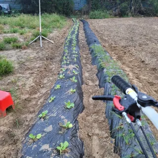 박영만님의 포도 · 영농일지 작성글 사진