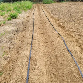 박영만님의 포도 · 영농일지 작성글 사진