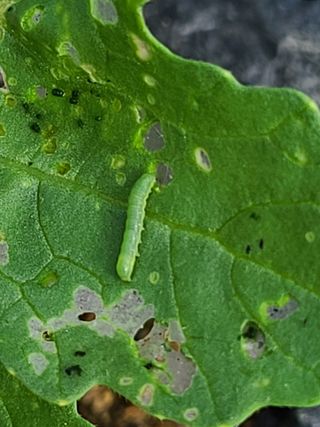 정광량님의 팜모닝 병해충 연구회 · 병해충상담 작성글 사진