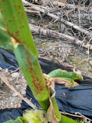 우인팜 전영옥입니다님의 옥수수 · 병해충상담 작성글 사진