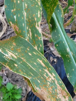 우인팜 전영옥입니다님의 옥수수 · 병해충상담 작성글 사진