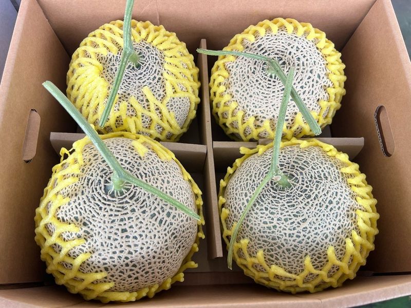 알 수 없음님의 장터 판매 상품 [멜론    3키로ㅡ5키로] 첨부 사진