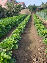 팜모닝 가을 농사계획 알려주세요🍁·참여글 게시글 이미지