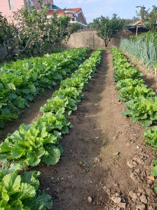 자인면 박덕상님의 가을 농사계획 알려주세요🍁 · 참여글 작성글 사진