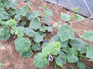 신동원님의 가을 농사계획 알려주세요🍁 · 참여글 작성글 사진