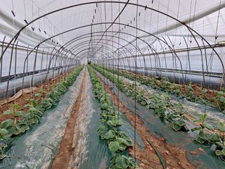 신동원님의 가을 농사계획 알려주세요🍁 · 참여글 작성글 사진