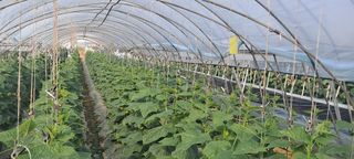 신동원님의 가을 농사계획 알려주세요🍁 · 참여글 작성글 사진