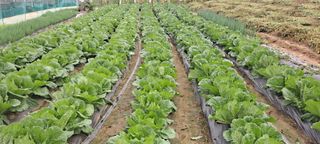 신동원님의 가을 농사계획 알려주세요🍁 · 참여글 작성글 사진