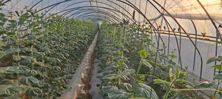 신동원님의 가을 농사계획 알려주세요🍁 · 참여글 작성글 사진