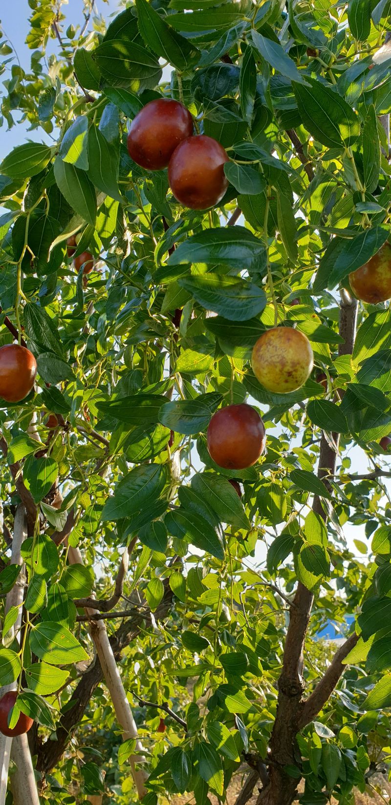 장터 상품 [사과대추] 썸네일