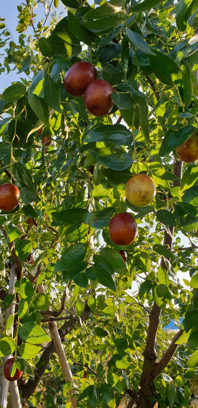 유재현님의 장터 판매 상품 [사과대추] 첨부 사진