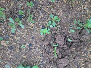 사천농수산님의 기타작물 · 자유게시판 작성글 사진