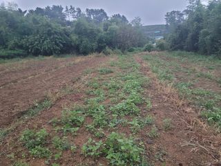 사천농수산님의 기타작물 · 자유게시판 작성글 사진