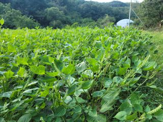 김종국님의 가을 농사계획 알려주세요🍁 · 참여글 작성글 사진