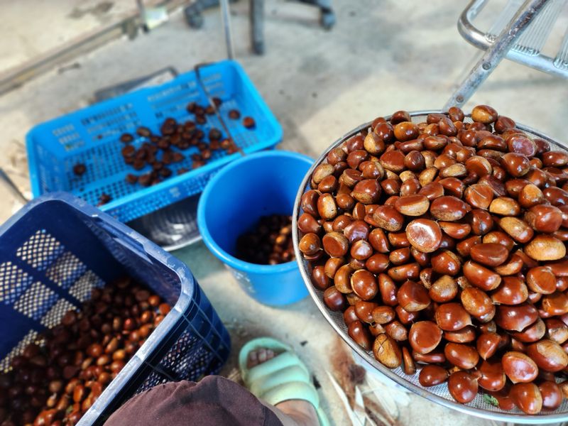 장지영님의 장터 판매 상품 [햇밤] 첨부 사진