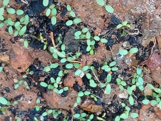 김명복님의 가을 농사계획 알려주세요🍁 · 참여글 작성글 사진