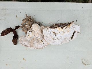 안병조님의 자유주제 · 자유게시판 작성글 사진