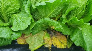 김용언 님의 배추 · 병해충상담 작성글 사진