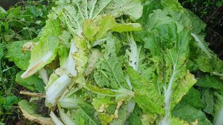 김용언 님의 배추 · 병해충상담 작성글 사진