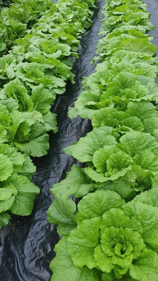 김용언 님의 배추 · 병해충상담 작성글 사진