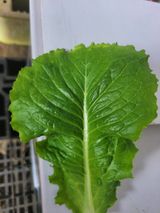 팜모닝 상추·병해충상담 게시글 이미지