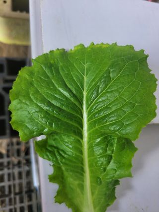 황호민님의 상추 · 병해충상담 작성글 사진