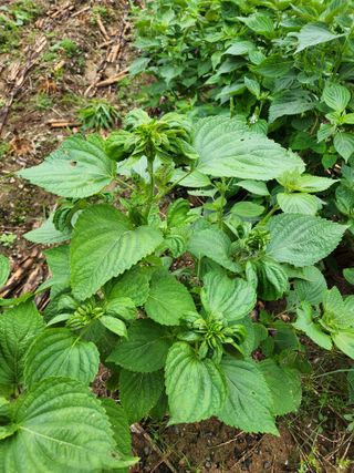 귀요미맘님의 들깨 · 병해충상담 작성글 사진