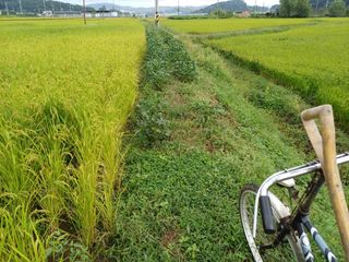 한재승님의 벼 · 영농일지 작성글 사진