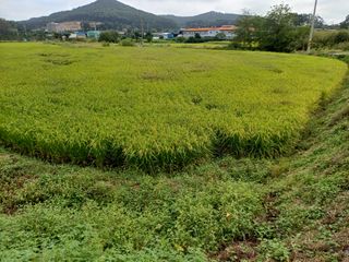 한재승님의 벼 · 영농일지 작성글 사진