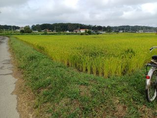 한재승님의 벼 · 영농일지 작성글 사진