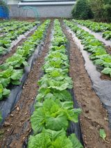 팜모닝 배추·품종•종자 게시글 이미지