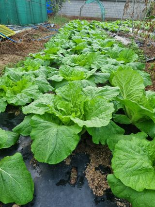 정의학님의 배추 · 품종•종자 작성글 사진