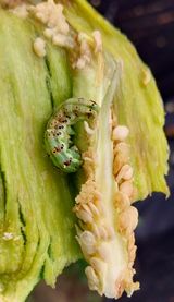 팜모닝 고추·일상 게시글 이미지