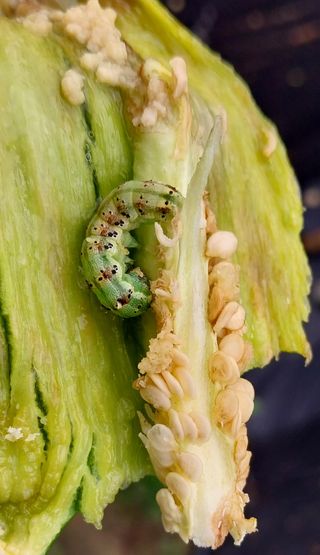 정진해님의 고추 · 일상 작성글 사진