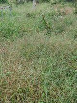 팜모닝 참깨·영농일지 게시글 이미지