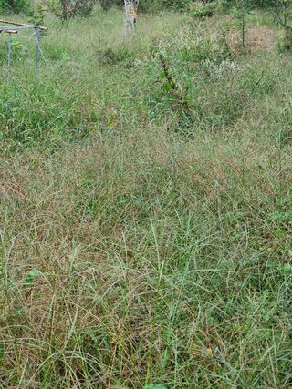 박병한님의 참깨 · 영농일지 작성글 사진