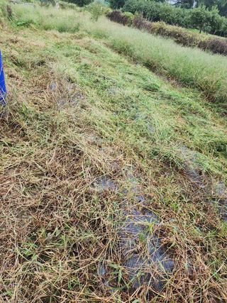 박병한님의 참깨 · 영농일지 작성글 사진