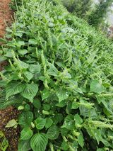 팜모닝 들깨·자유게시판 게시글 이미지