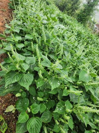 배주원님의 들깨 · 자유게시판 작성글 사진