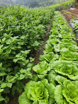 배주원님의 들깨 · 자유게시판 작성글 사진