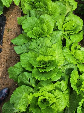 배주원님의 들깨 · 자유게시판 작성글 사진