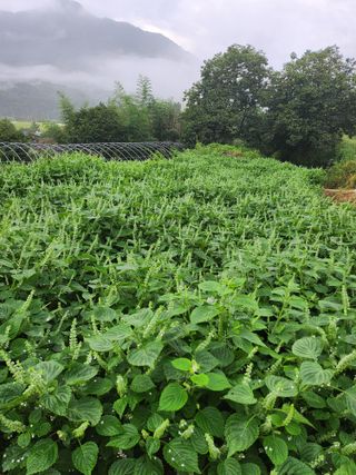 배주원님의 들깨 · 자유게시판 작성글 사진