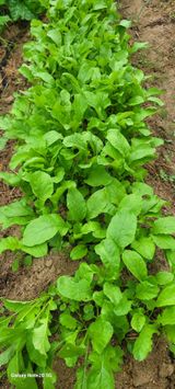 팜모닝 가을 농사계획 알려주세요🍁·참여글 게시글 이미지