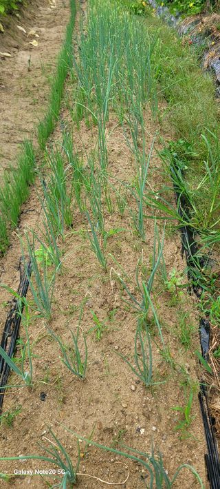 구자룡님의 가을 농사계획 알려주세요🍁 · 참여글 작성글 사진