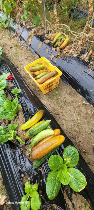 구자룡님의 가을 농사계획 알려주세요🍁 · 참여글 작성글 사진