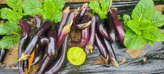 구자룡님의 가을 농사계획 알려주세요🍁 · 참여글 작성글 사진