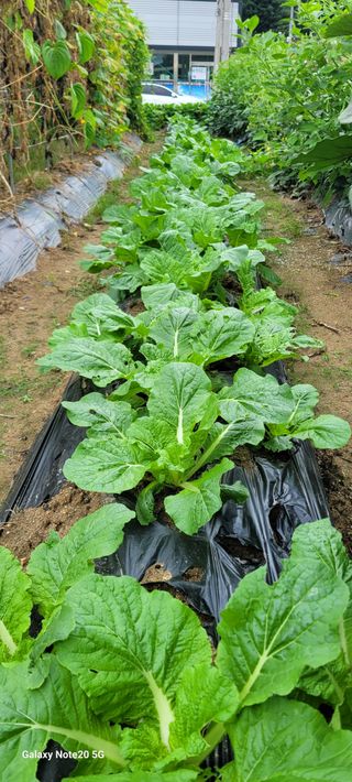구자룡님의 가을 농사계획 알려주세요🍁 · 참여글 작성글 사진