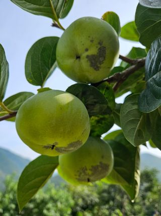 박순도님의 감 · 자유게시판 작성글 사진